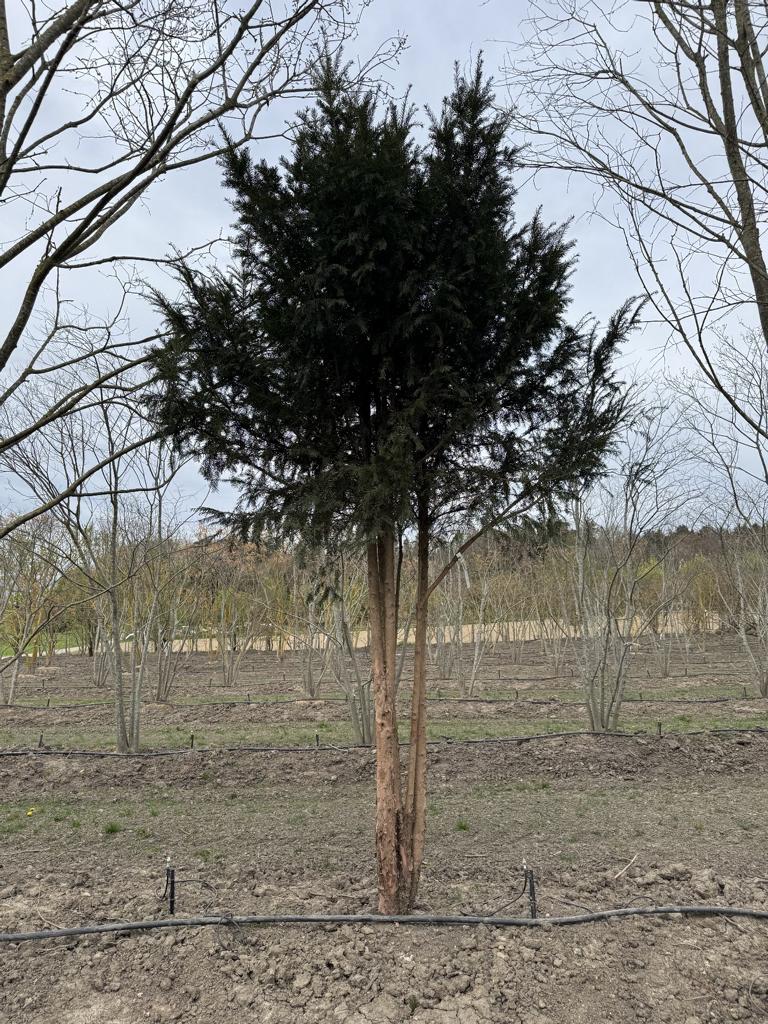 Taxus baccata Schirmform