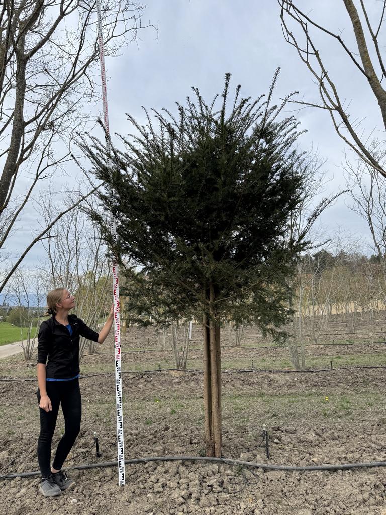 Taxus baccata Schirmform