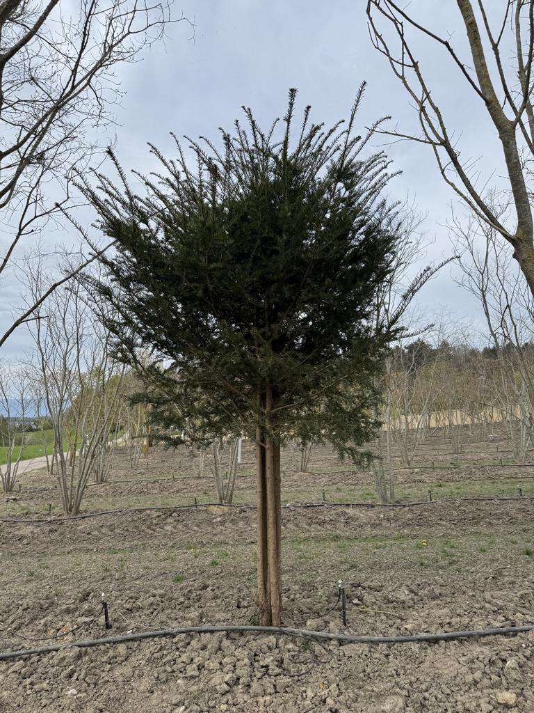 Taxus baccata Schirmform