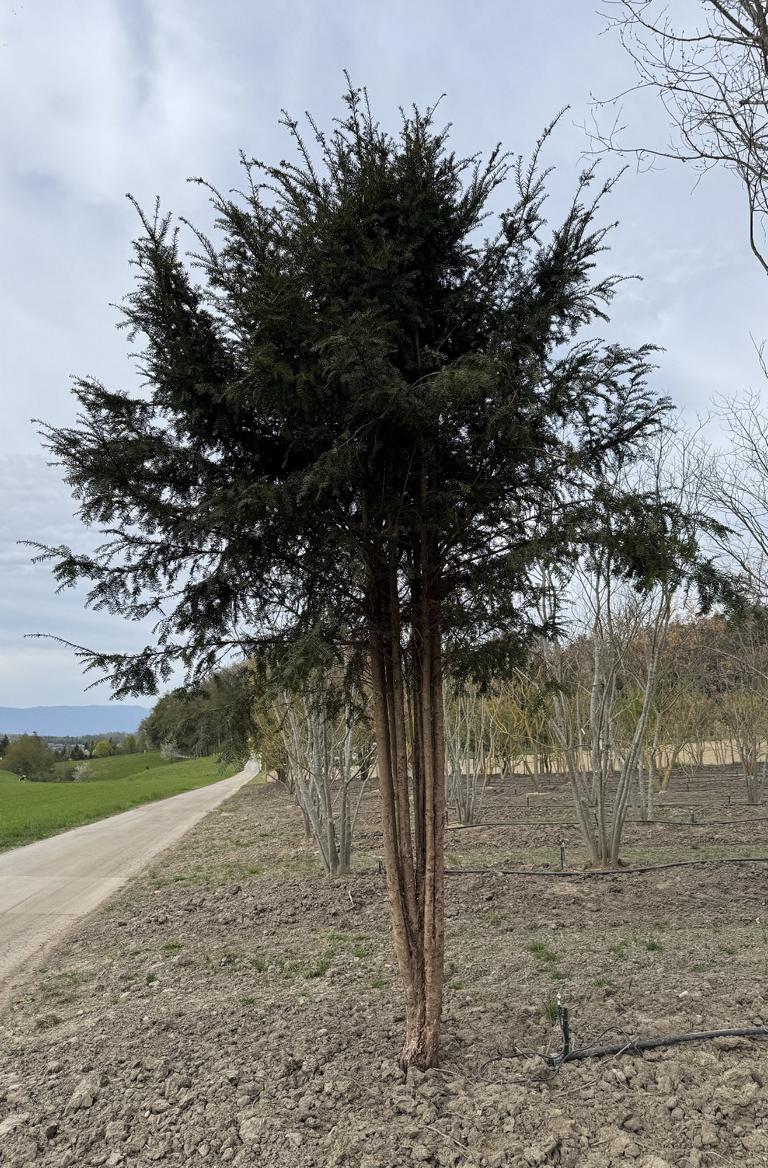 Taxus baccata Schirmform
