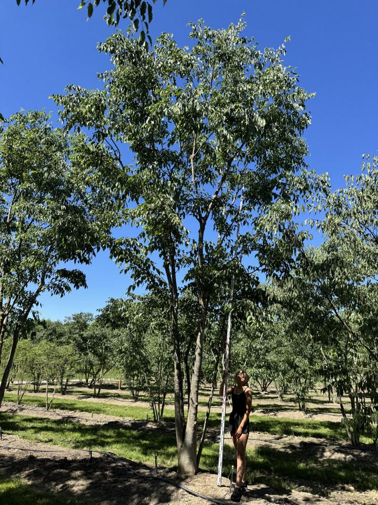 Celtis australis Schirmform
