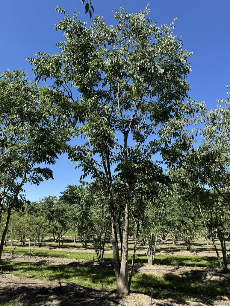 Celtis australis Schirmform