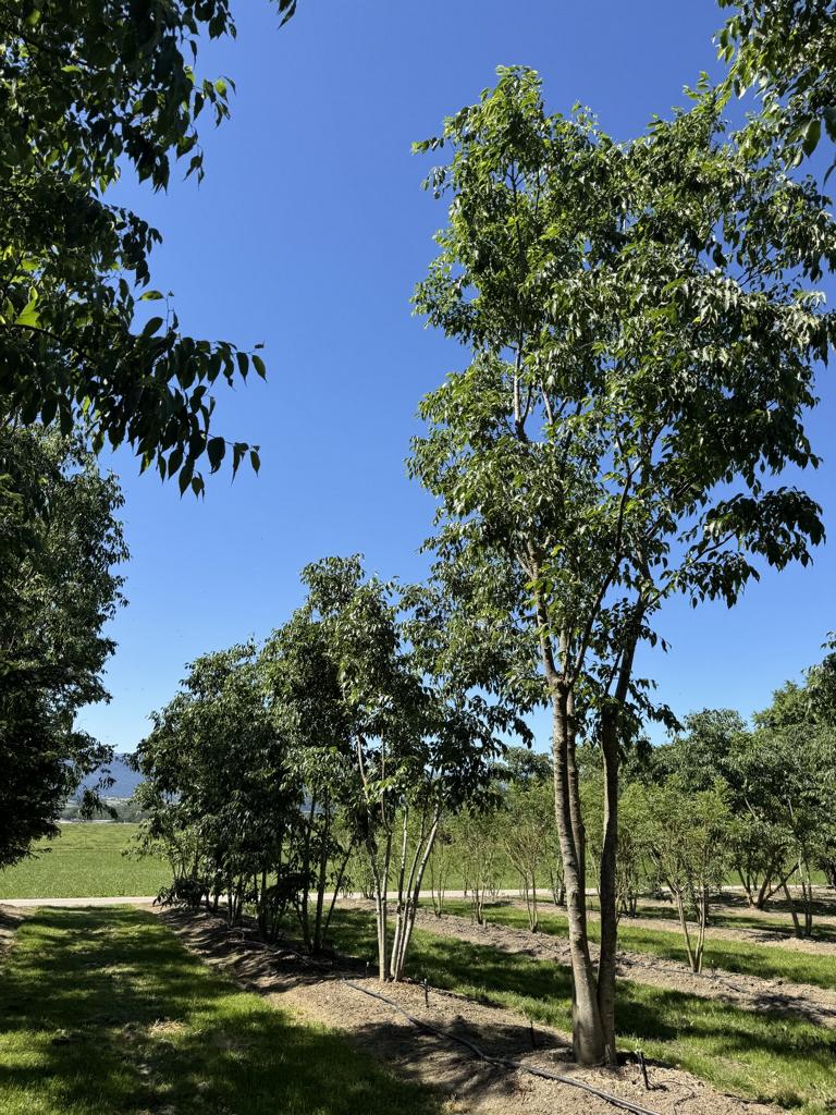 Celtis australis Schirmform
