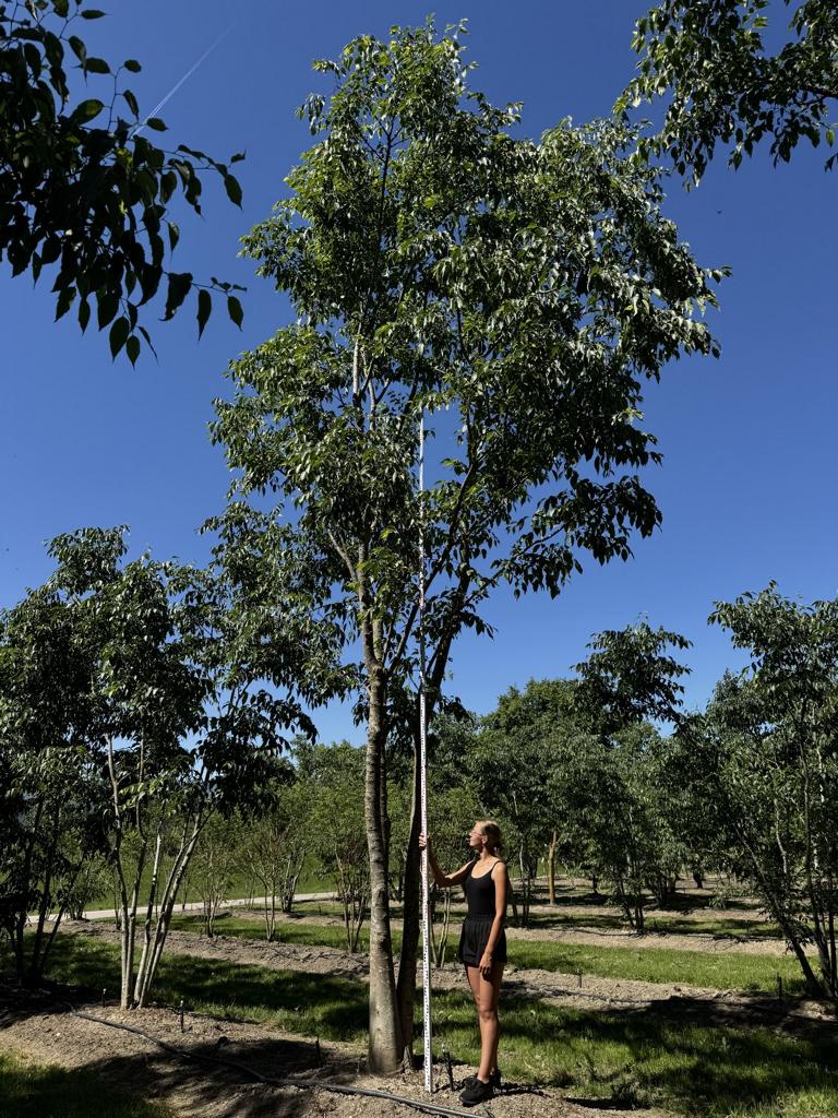 Celtis australis Schirmform