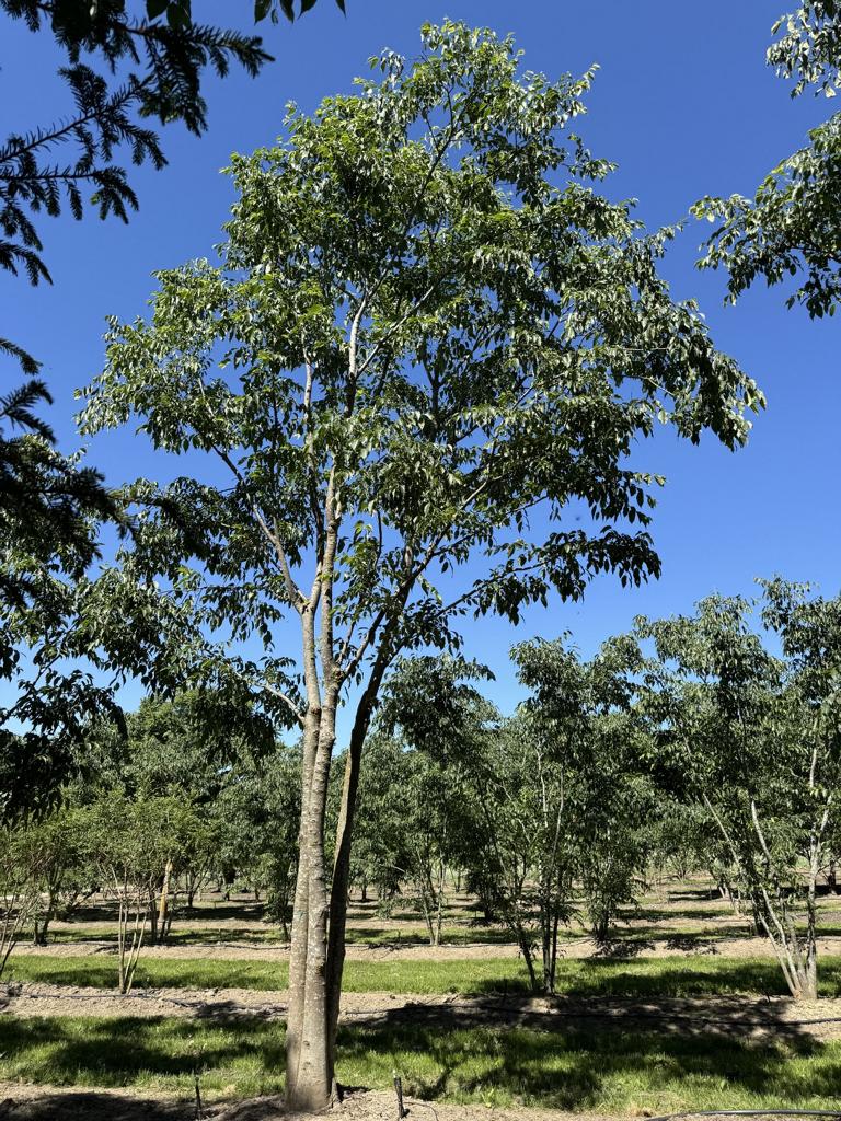 Celtis australis Schirmform