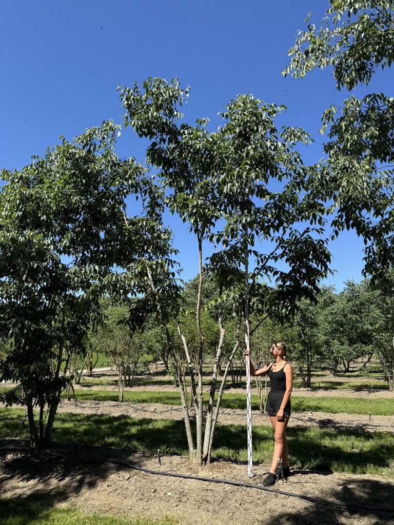 Celtis australis