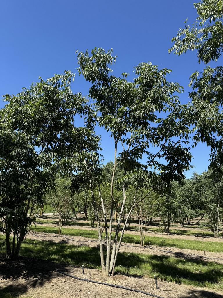 Celtis australis