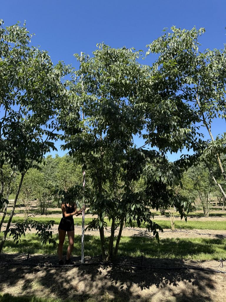 Celtis australis