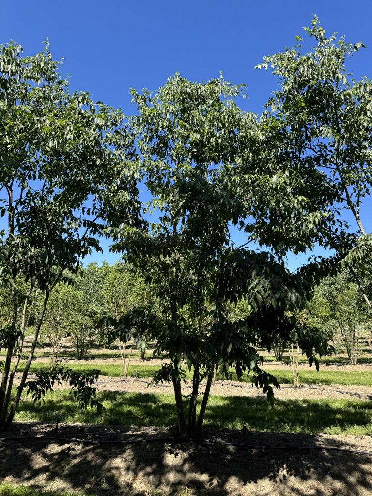 Celtis australis