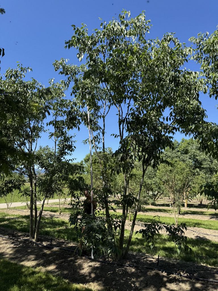Celtis australis