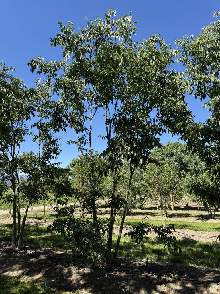 Celtis australis