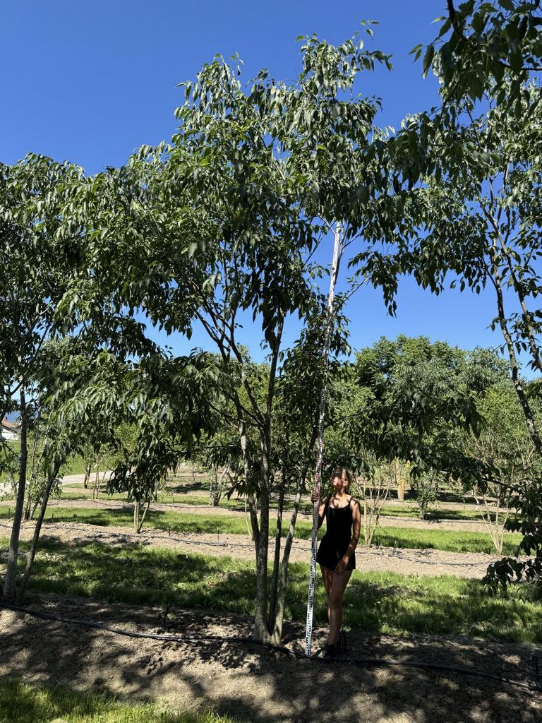Celtis australis