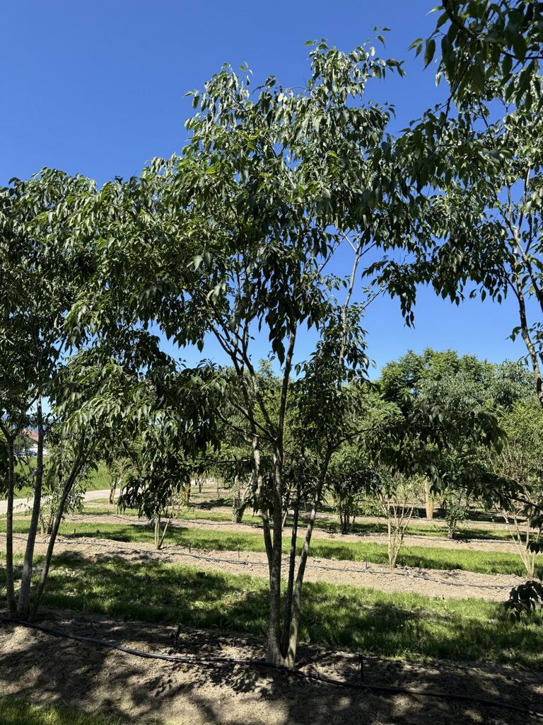 Celtis australis