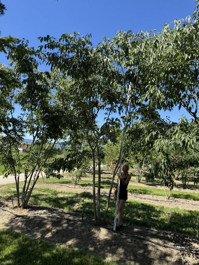 Celtis australis
