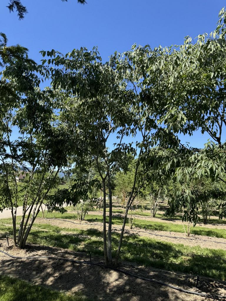 Celtis australis