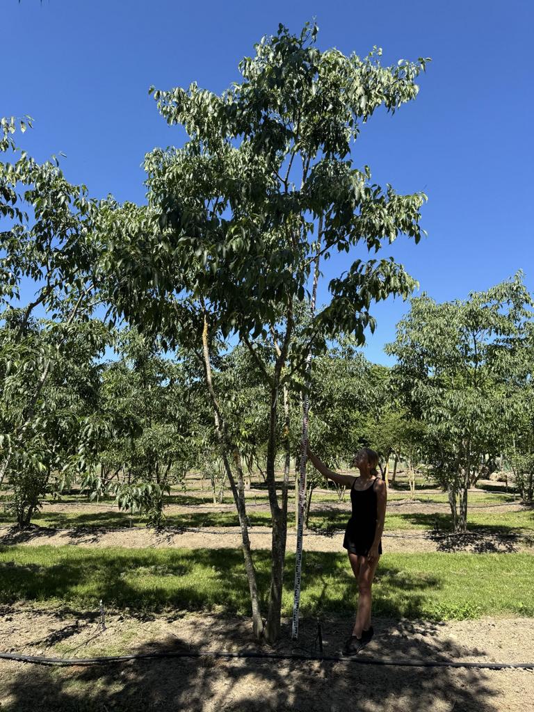 Celtis australis
