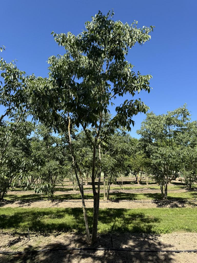 Celtis australis