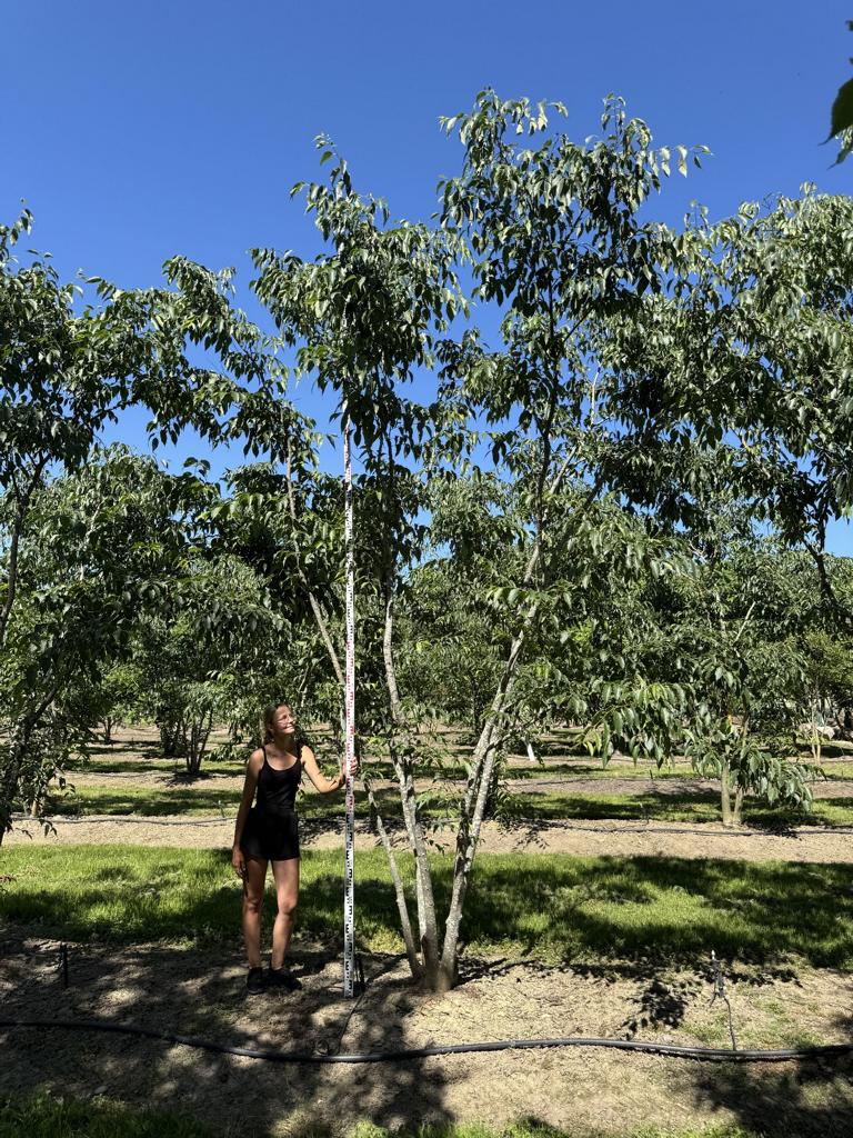 Celtis australis