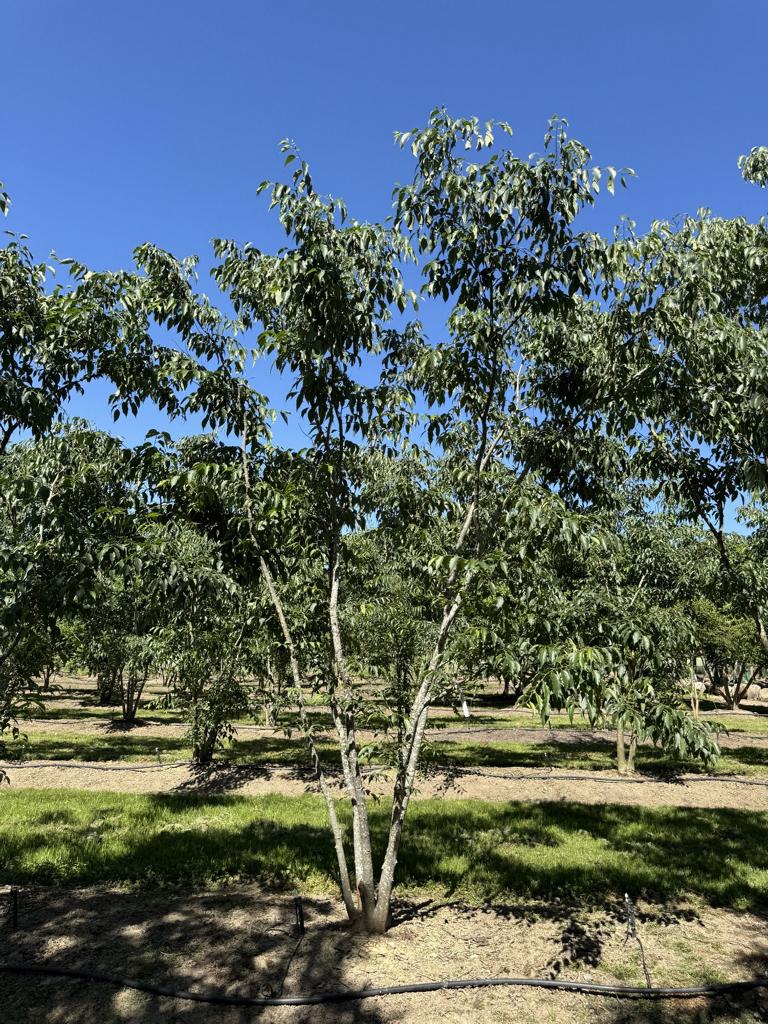 Celtis australis