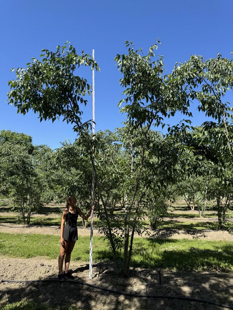 Celtis australis