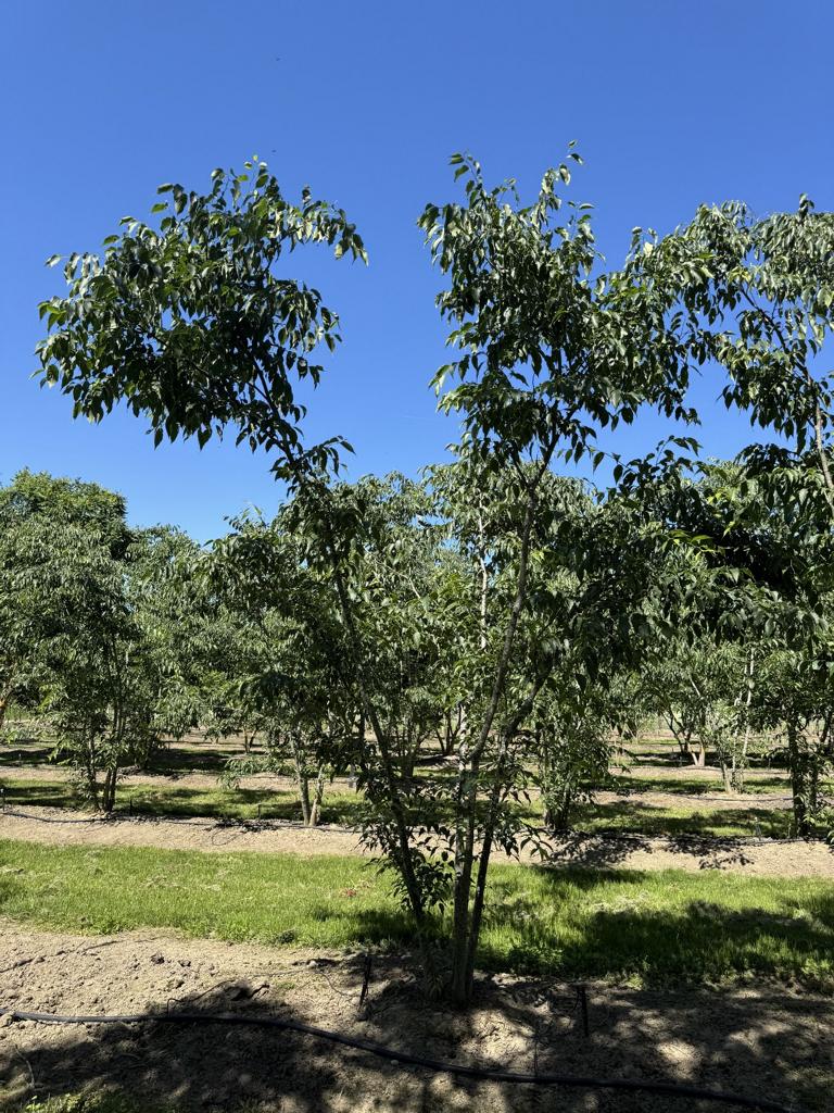 Celtis australis