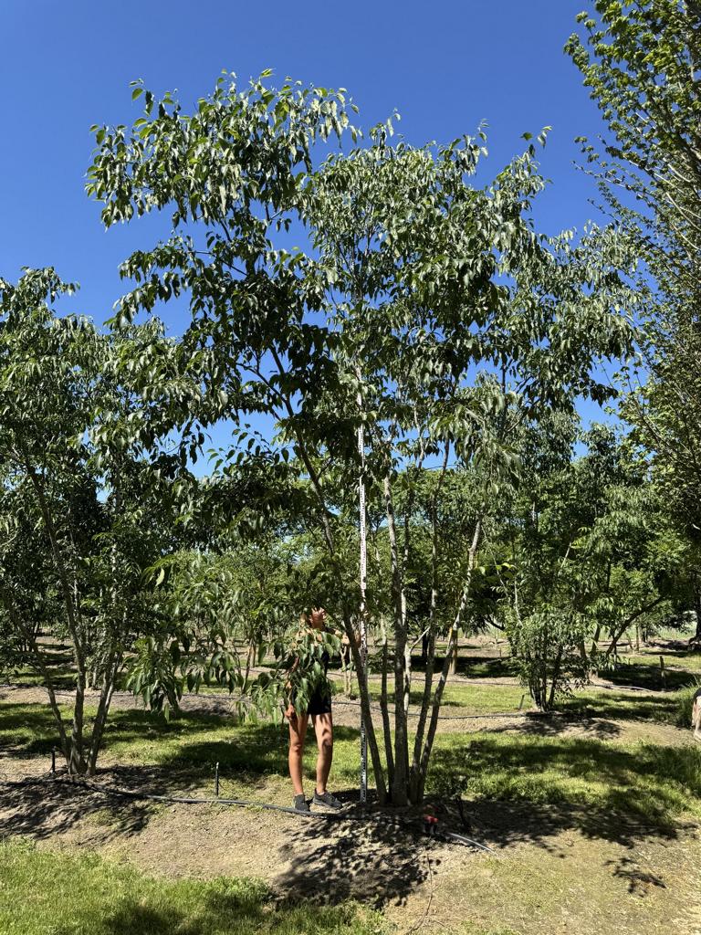 Celtis australis