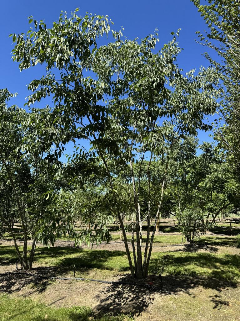 Celtis australis