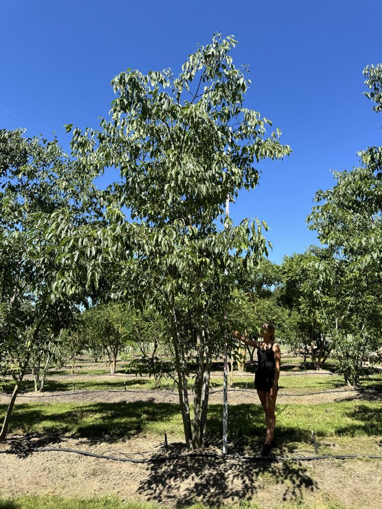 Celtis australis