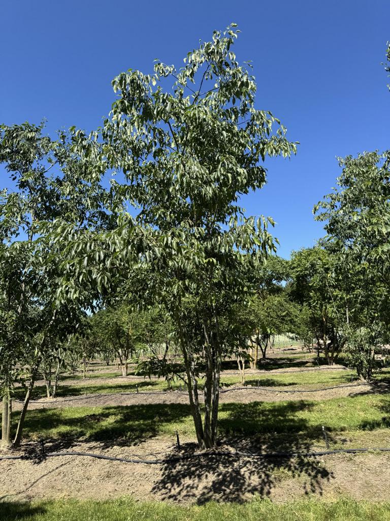 Celtis australis