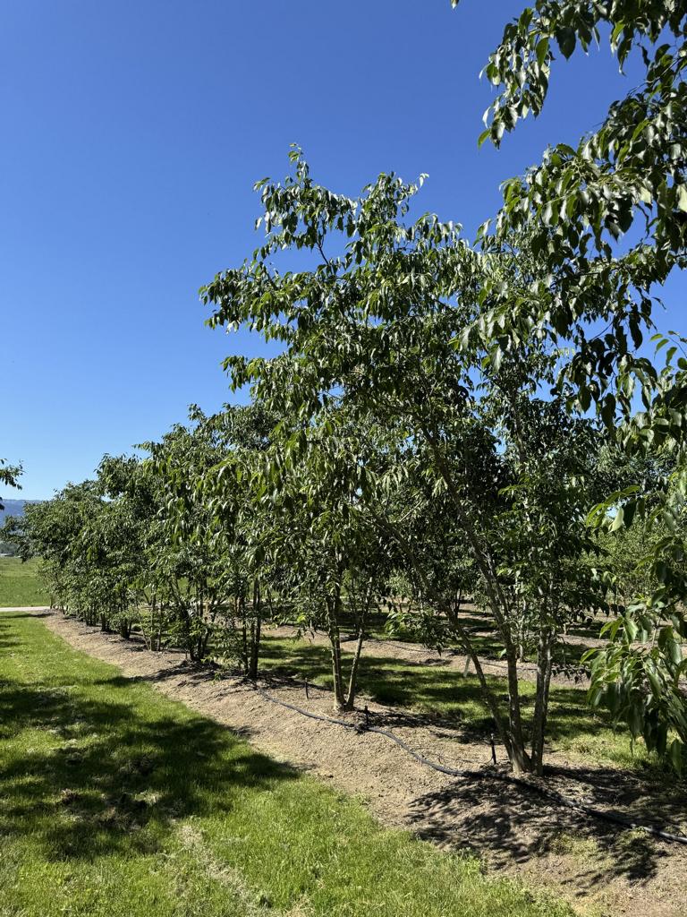 Celtis australis
