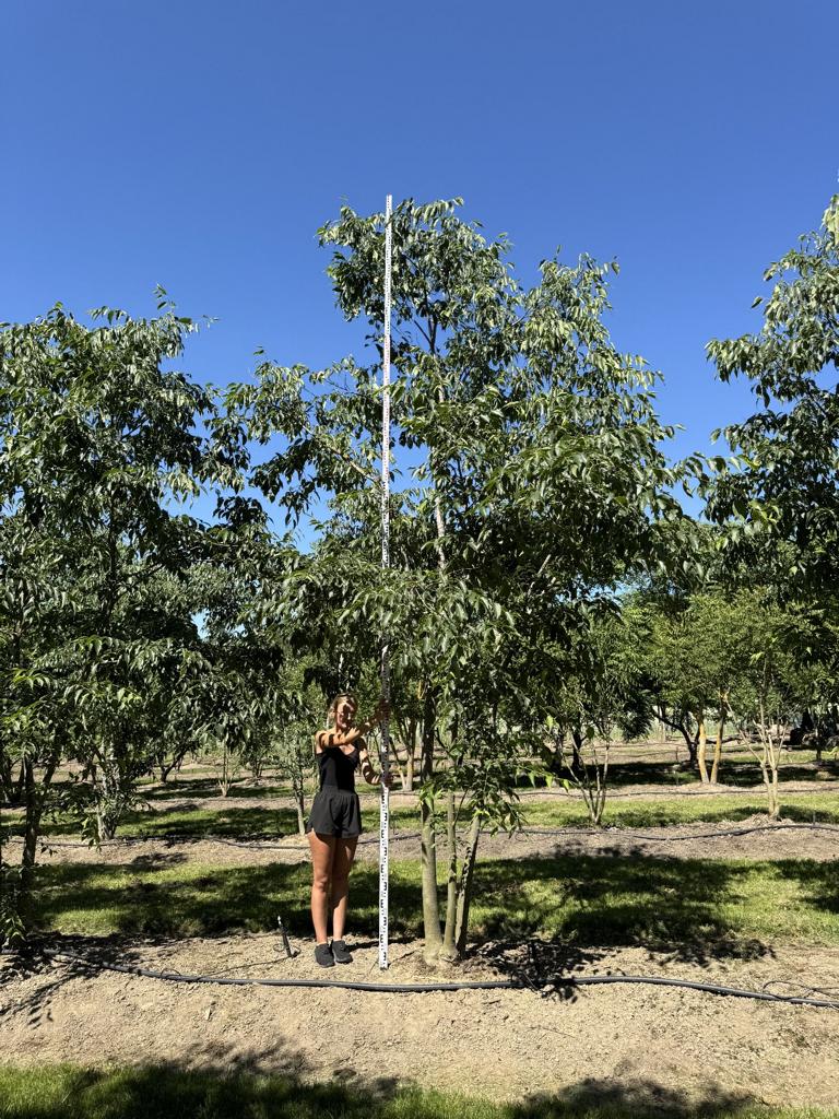 Celtis australis