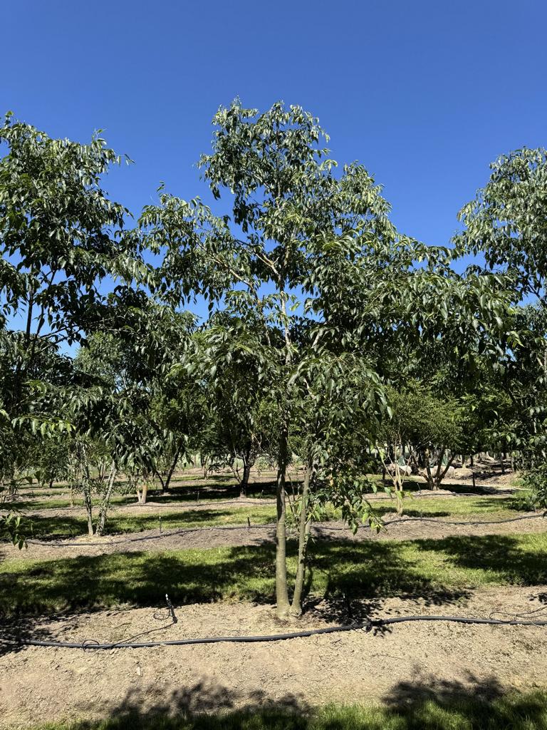 Celtis australis