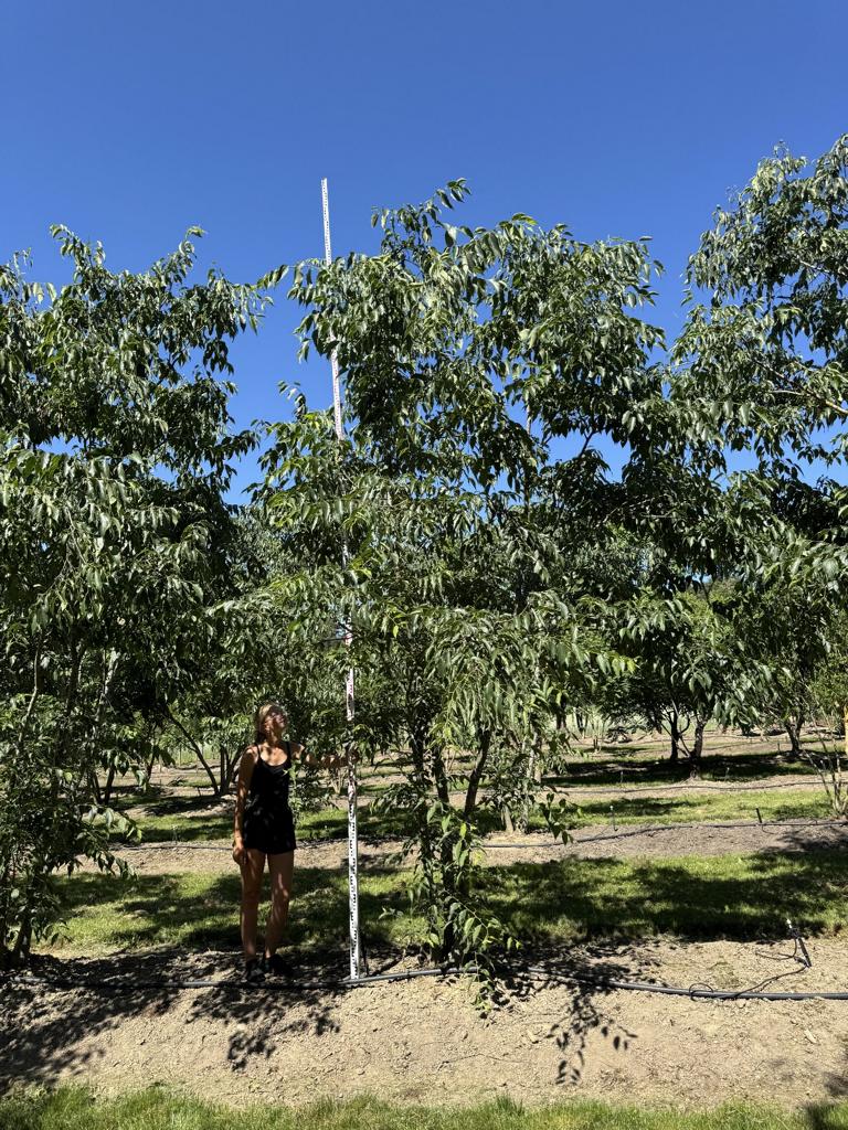 Celtis australis
