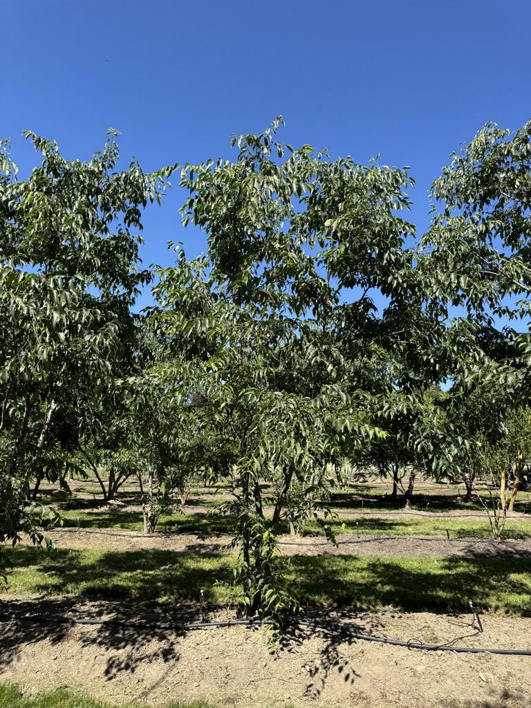 Celtis australis