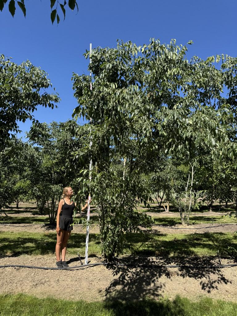 Celtis australis