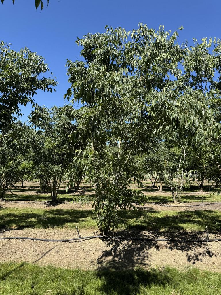 Celtis australis