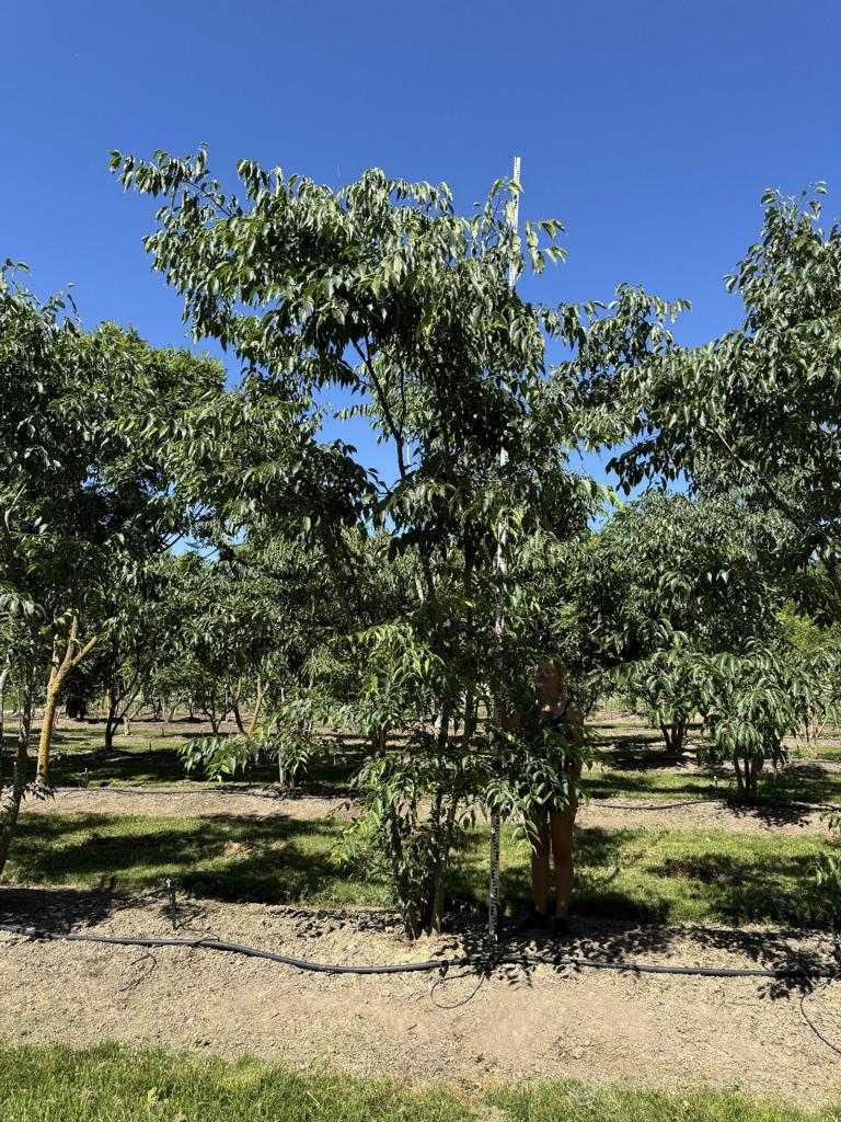 Celtis australis