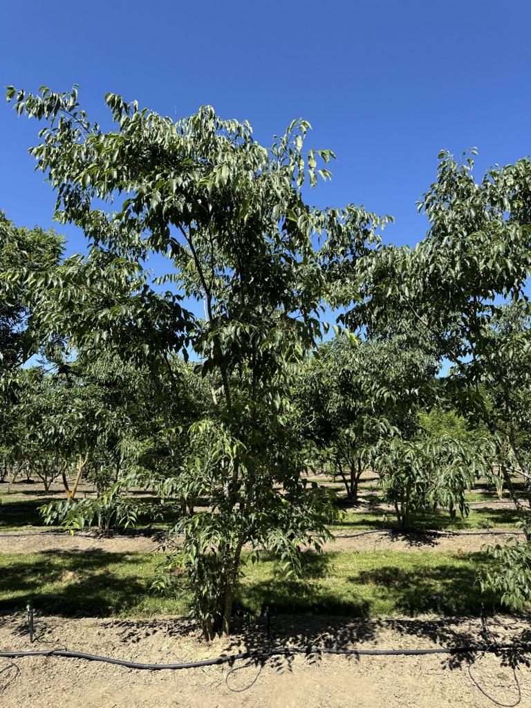 Celtis australis