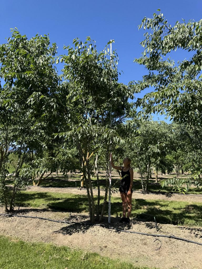 Celtis australis