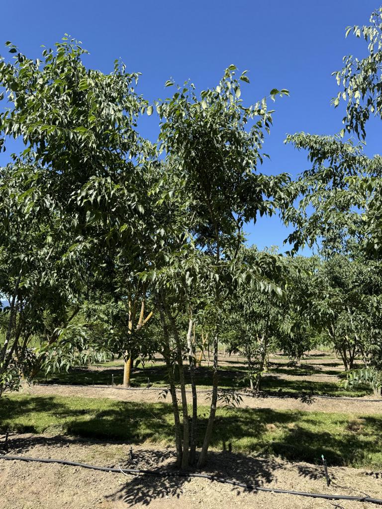 Celtis australis
