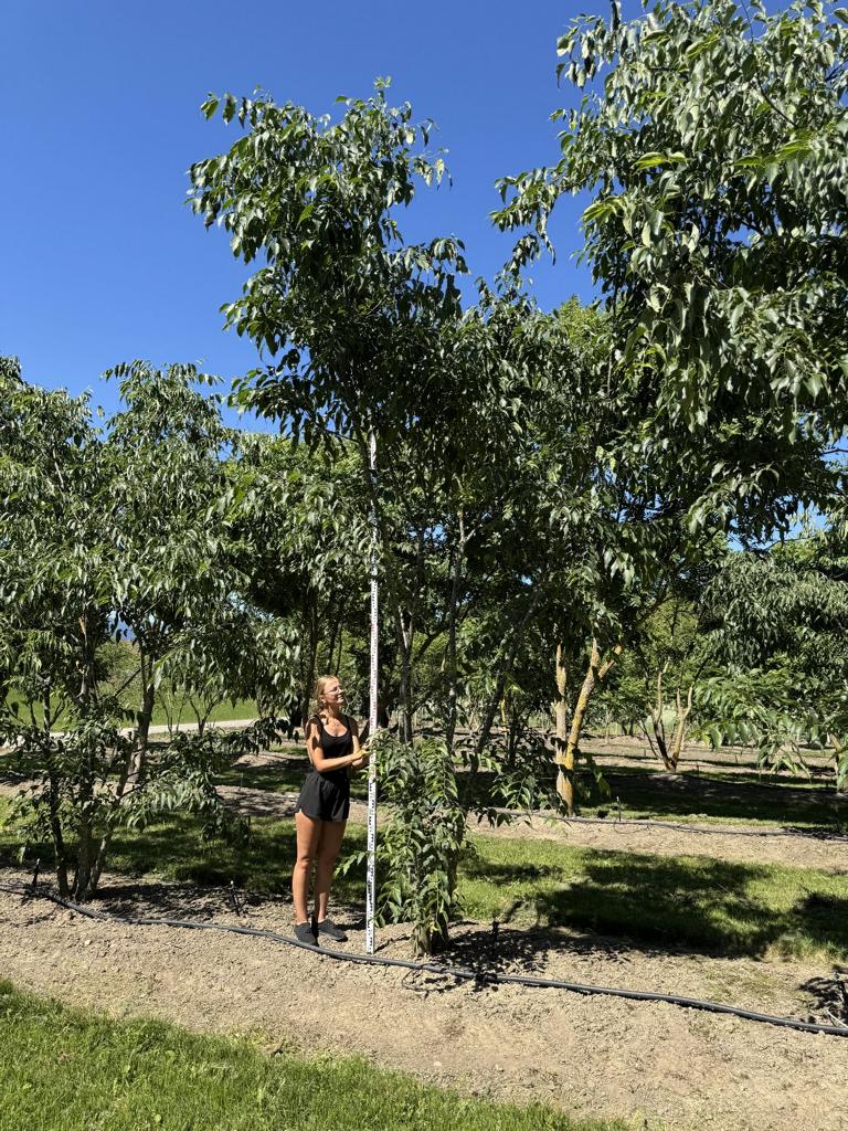 Celtis australis