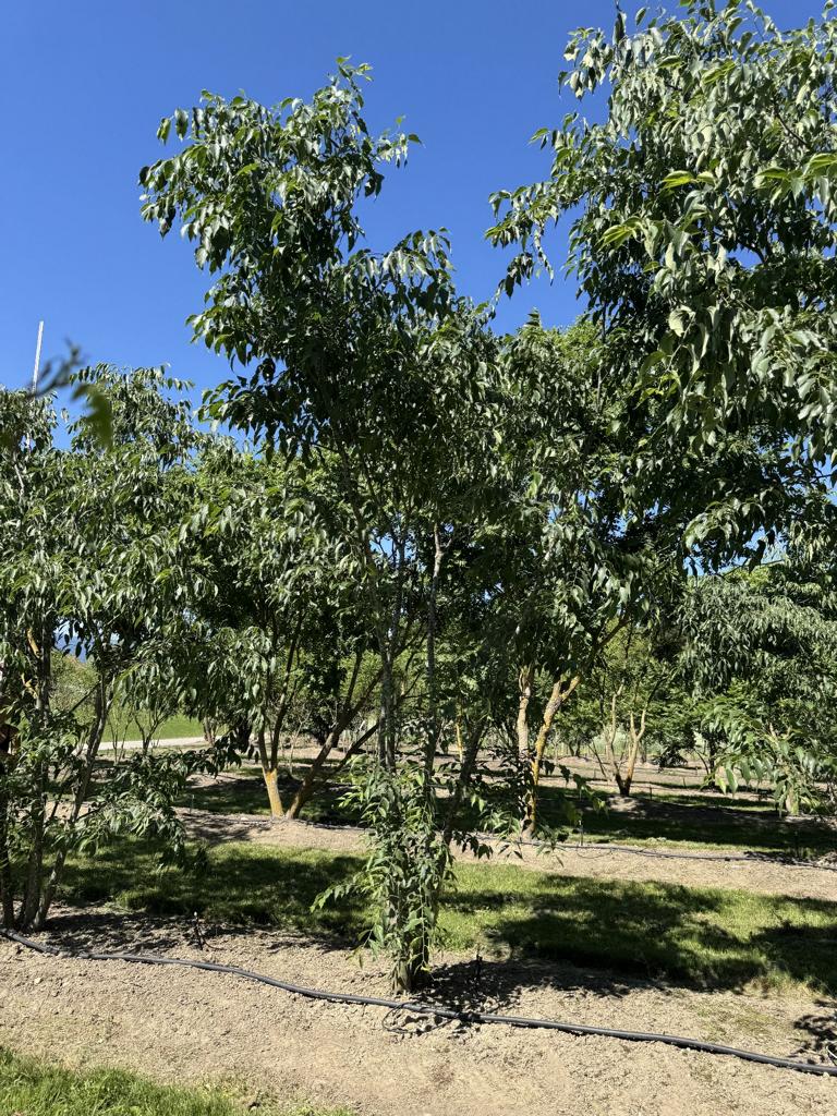 Celtis australis