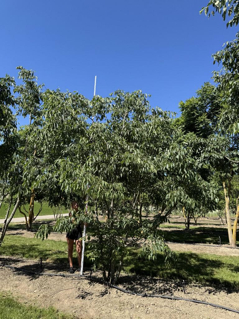 Celtis australis