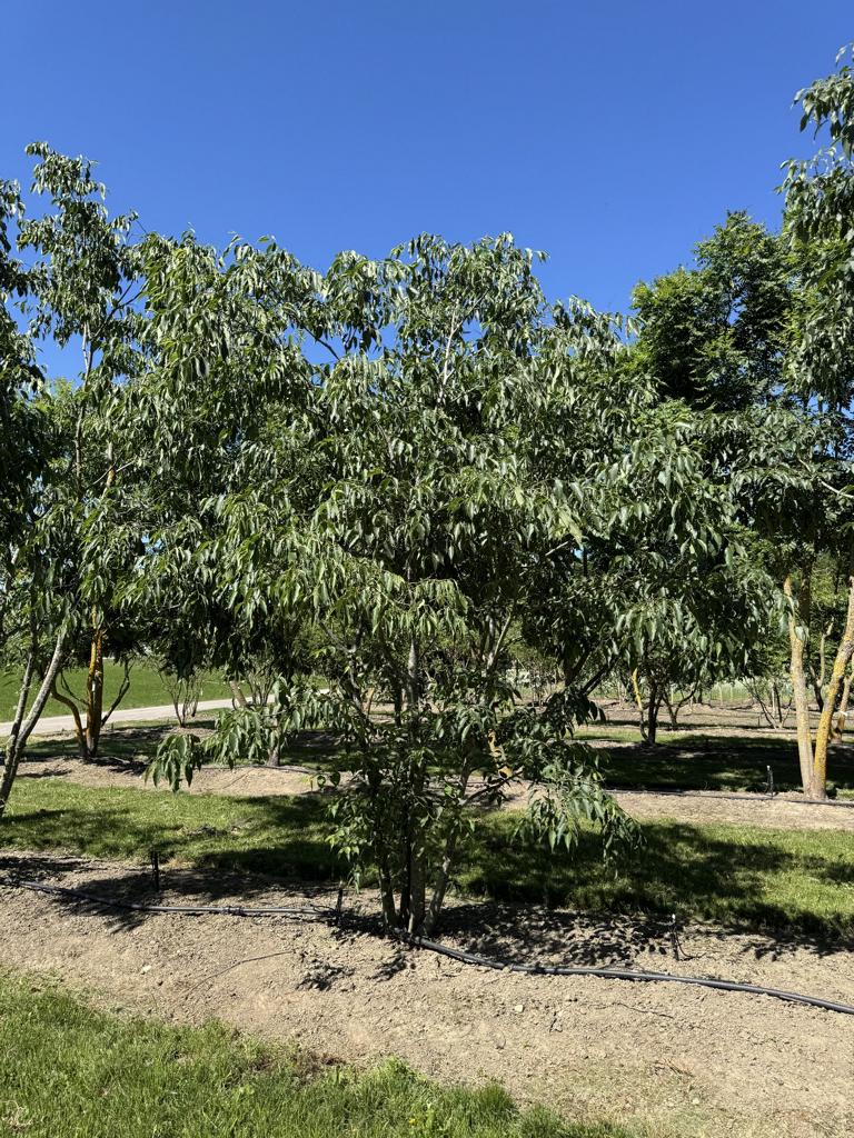 Celtis australis