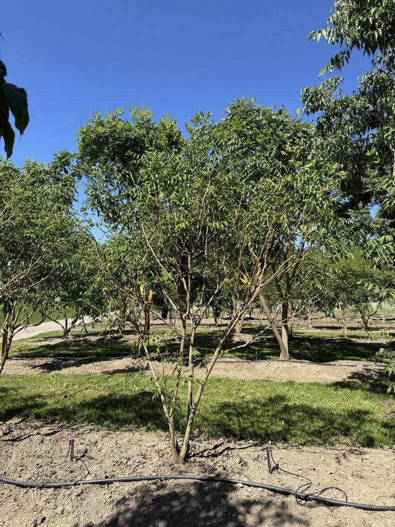 Koelreuteria paniculata