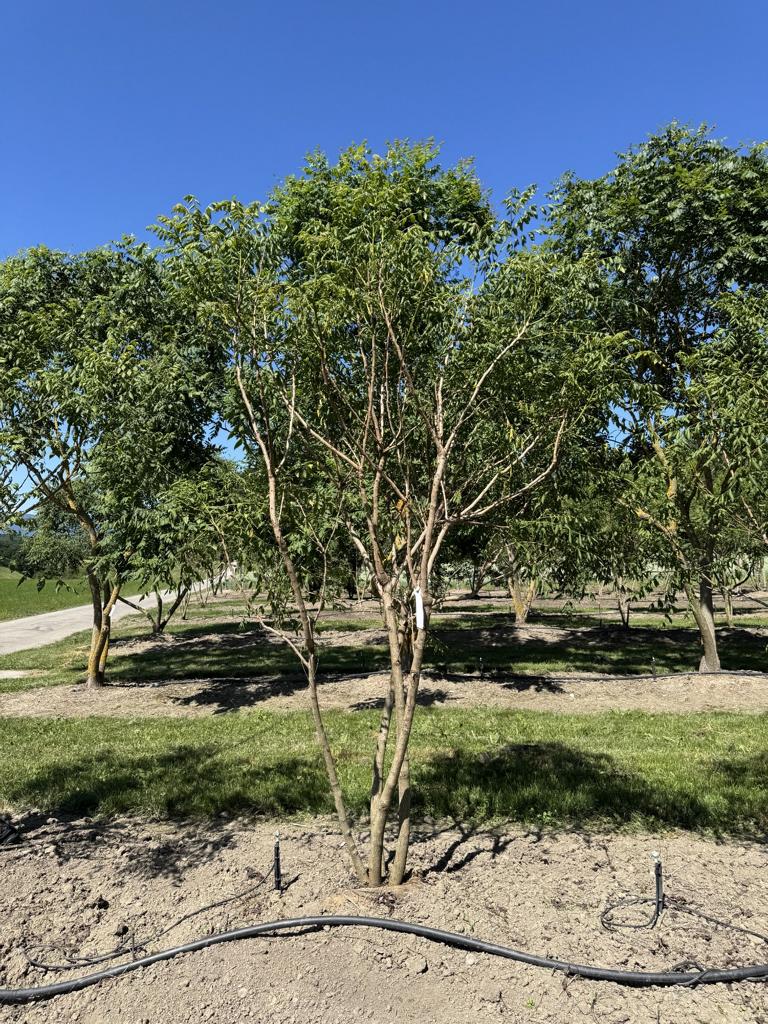 Koelreuteria paniculata