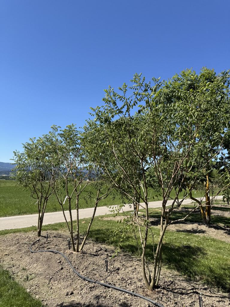 Koelreuteria paniculata