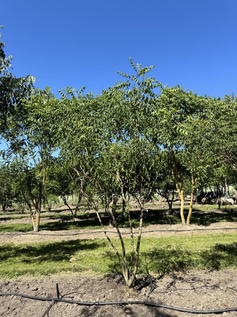 Koelreuteria paniculata