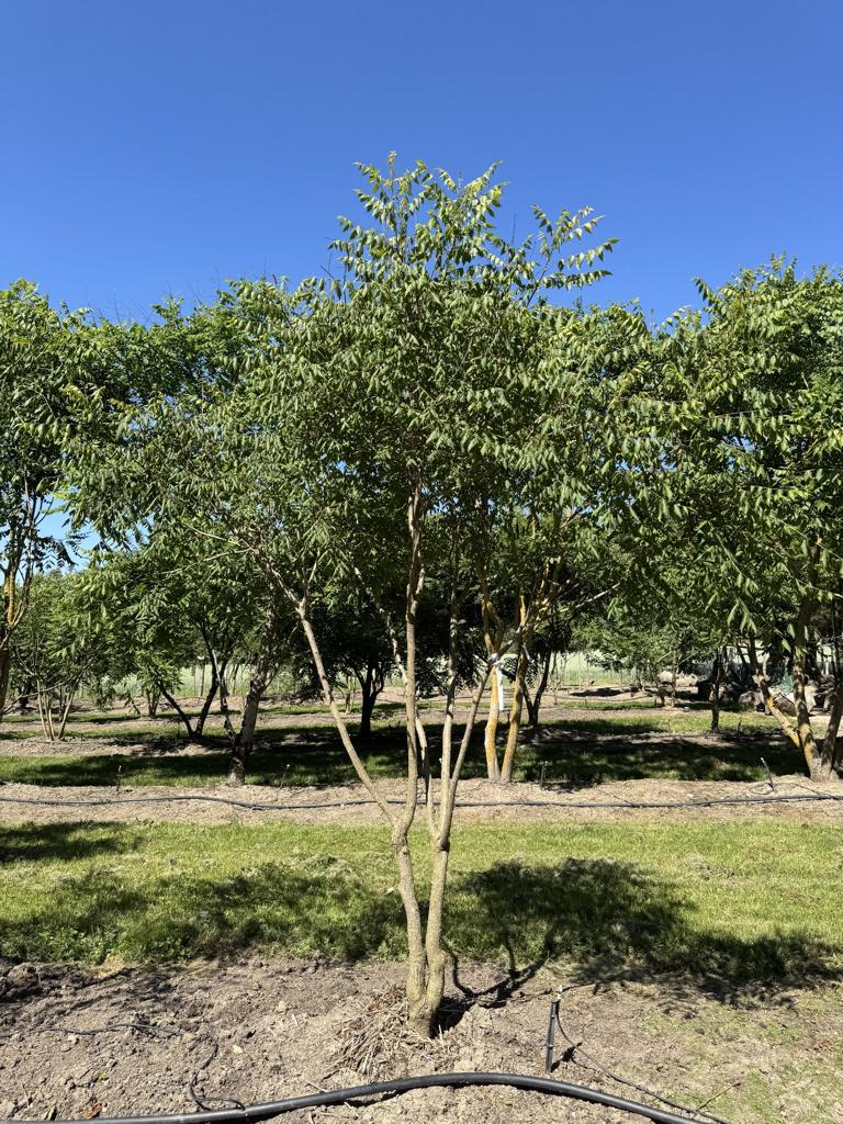Koelreuteria paniculata