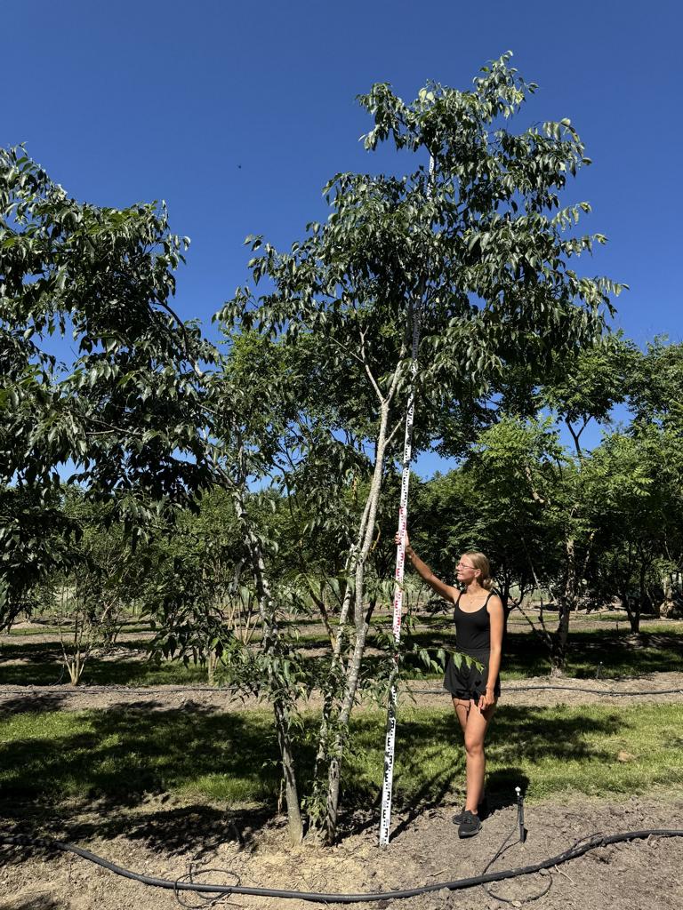 Celtis australis